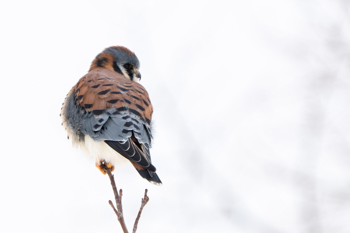 American Kestrel - ML646337728