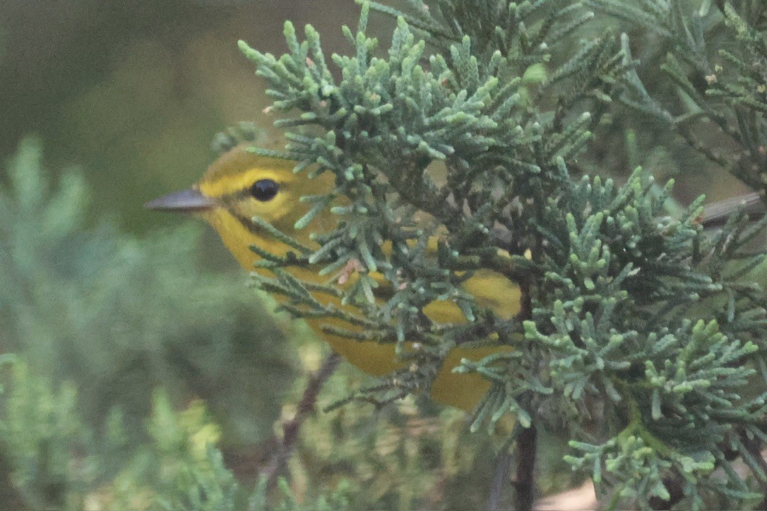 Prairie Warbler - ML646337729