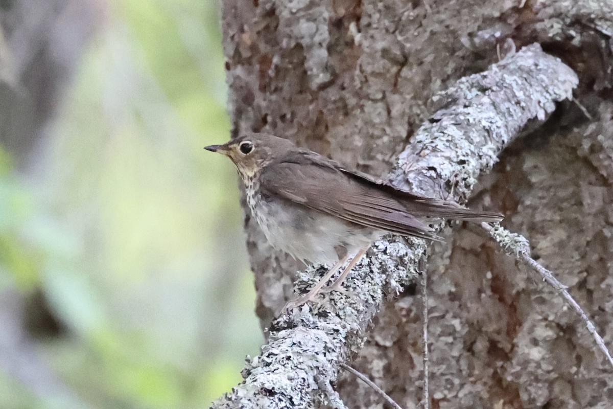 Swainson's Thrush - ML646337730