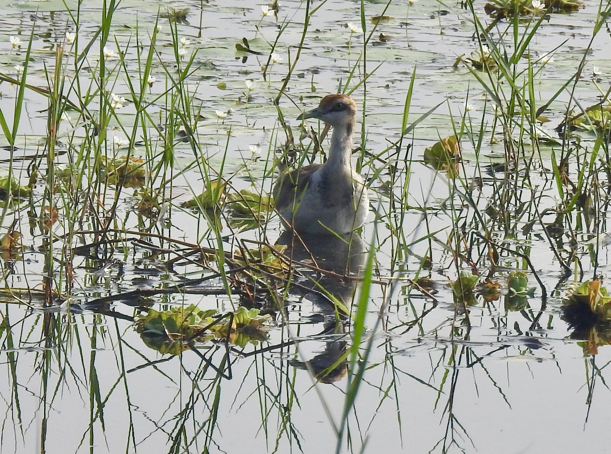 Sülün Kuyruklu Jakana - ML646337731