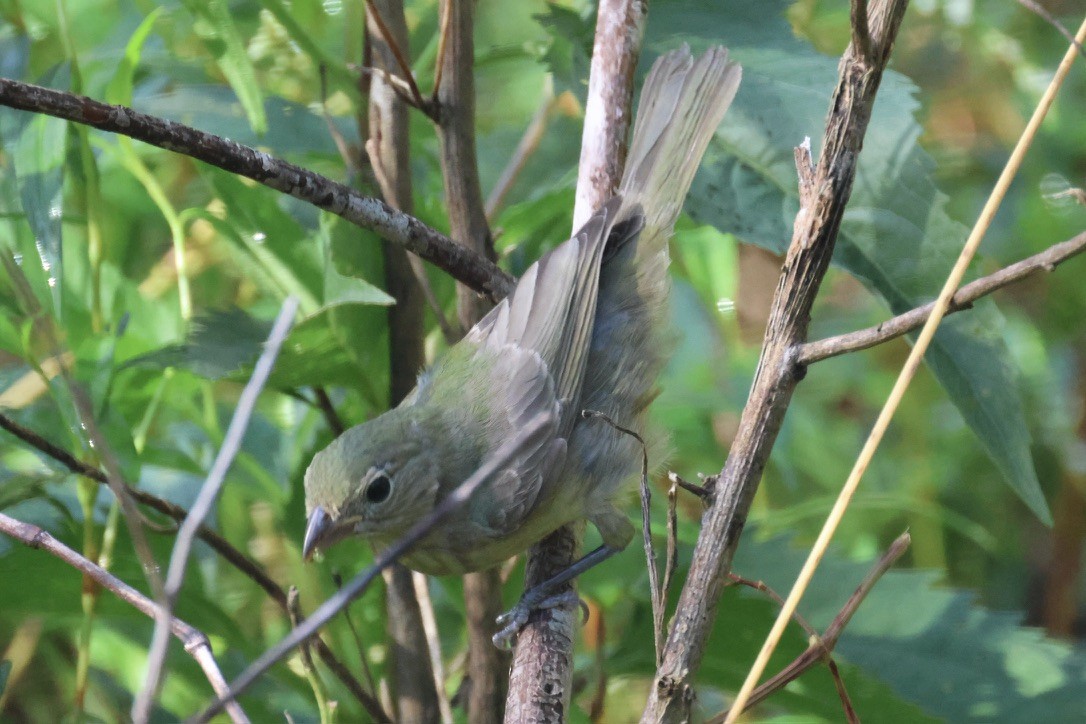 Painted Bunting - ML646337732