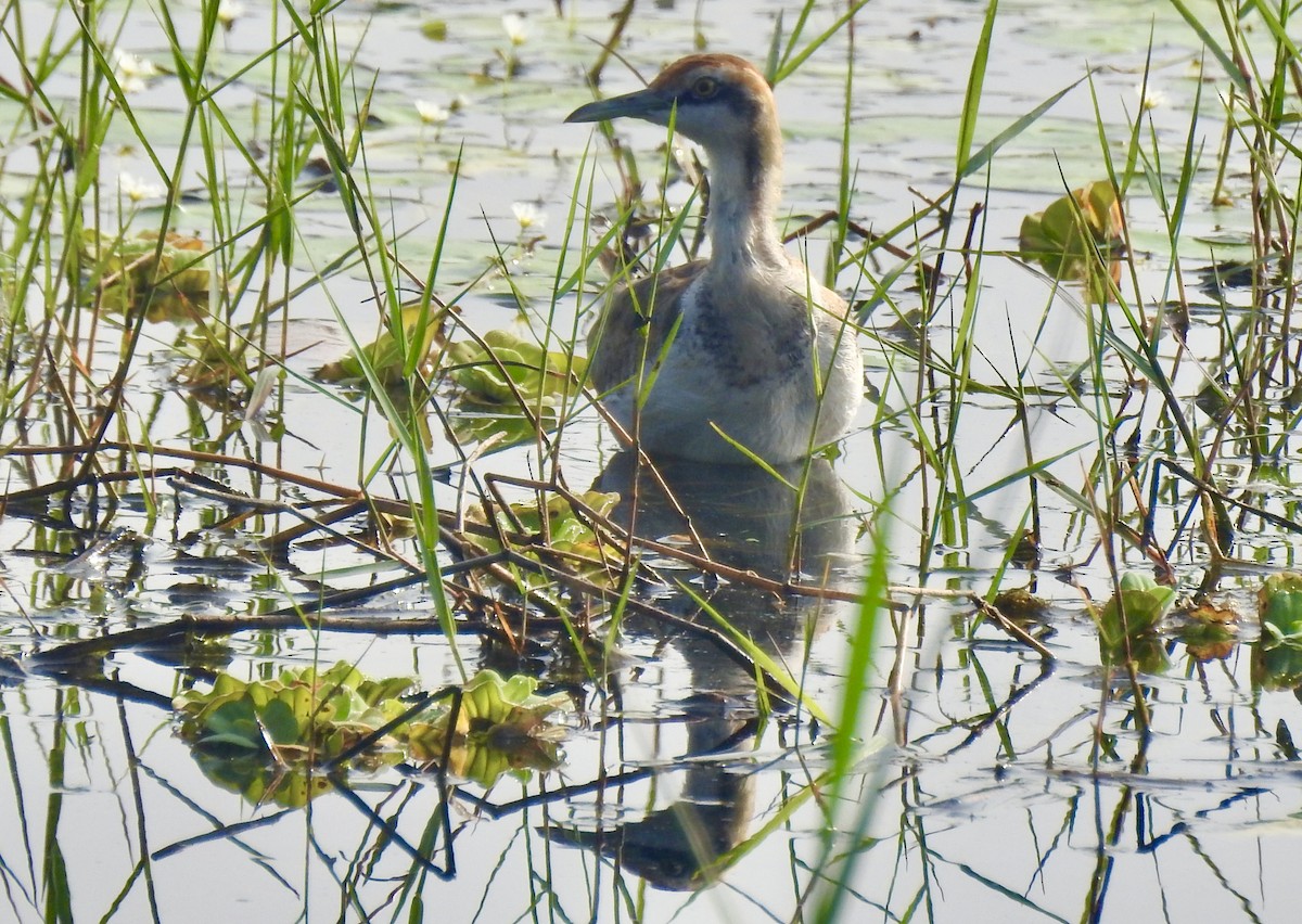 Sülün Kuyruklu Jakana - ML646337734