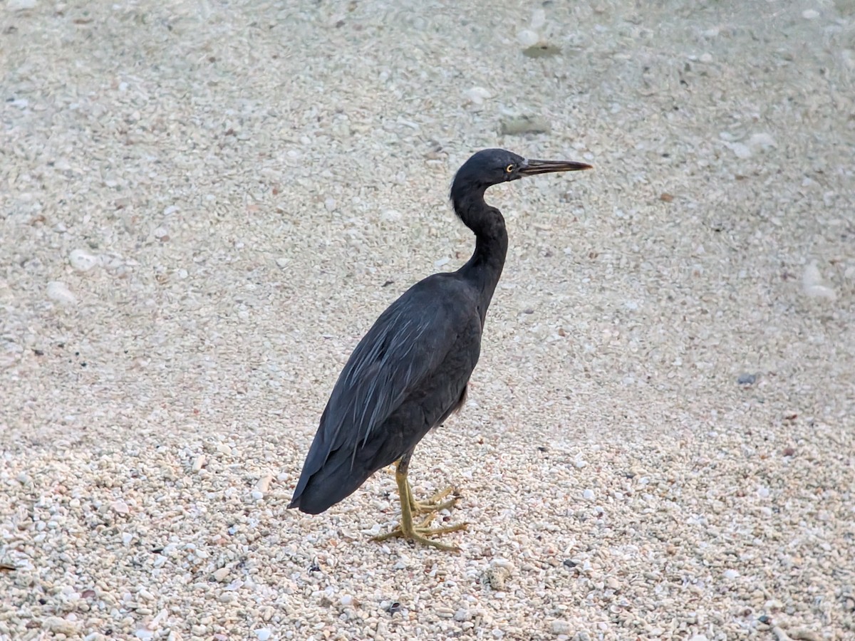 Pacific Reef-Heron - ML646337735