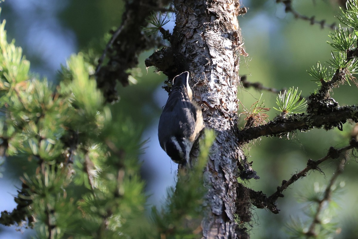 Red-breasted Nuthatch - ML646337736