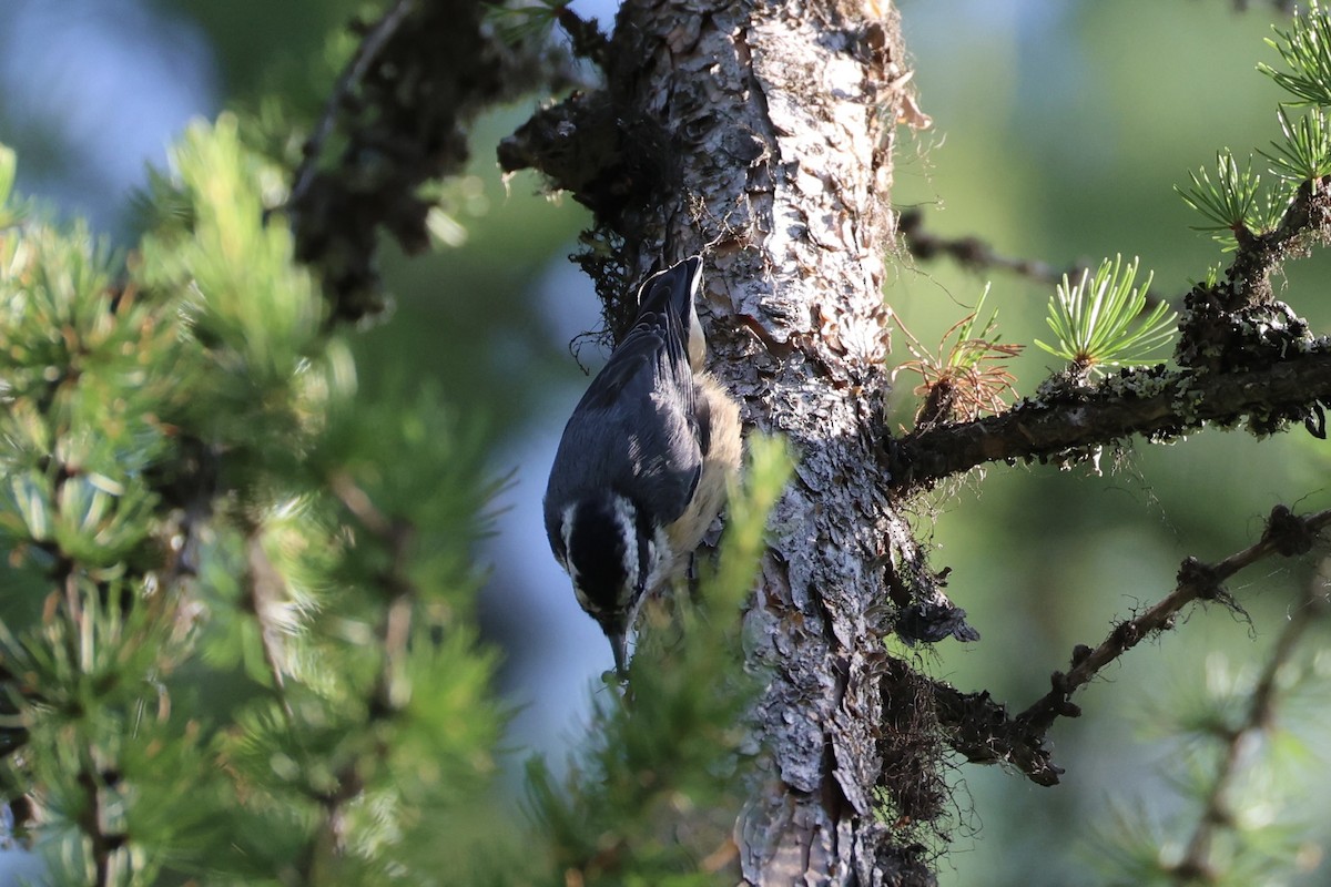 Red-breasted Nuthatch - ML646337737