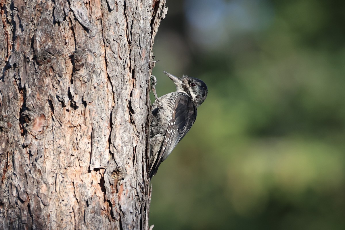 Black-backed Woodpecker - ML646337739