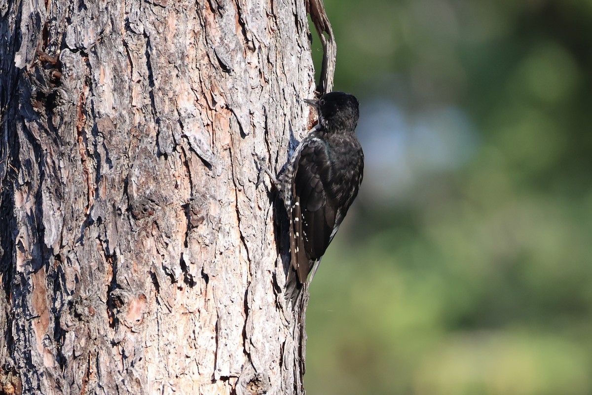Black-backed Woodpecker - ML646337740