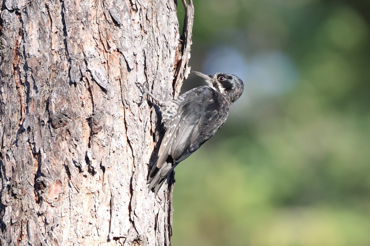 Black-backed Woodpecker - ML646337741