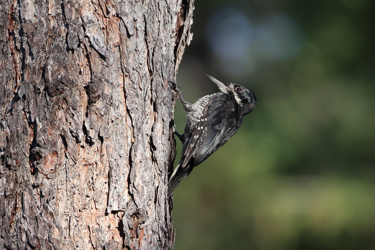 Black-backed Woodpecker - ML646337742