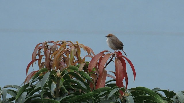 Каштановошапочная цистикола - ML646337743