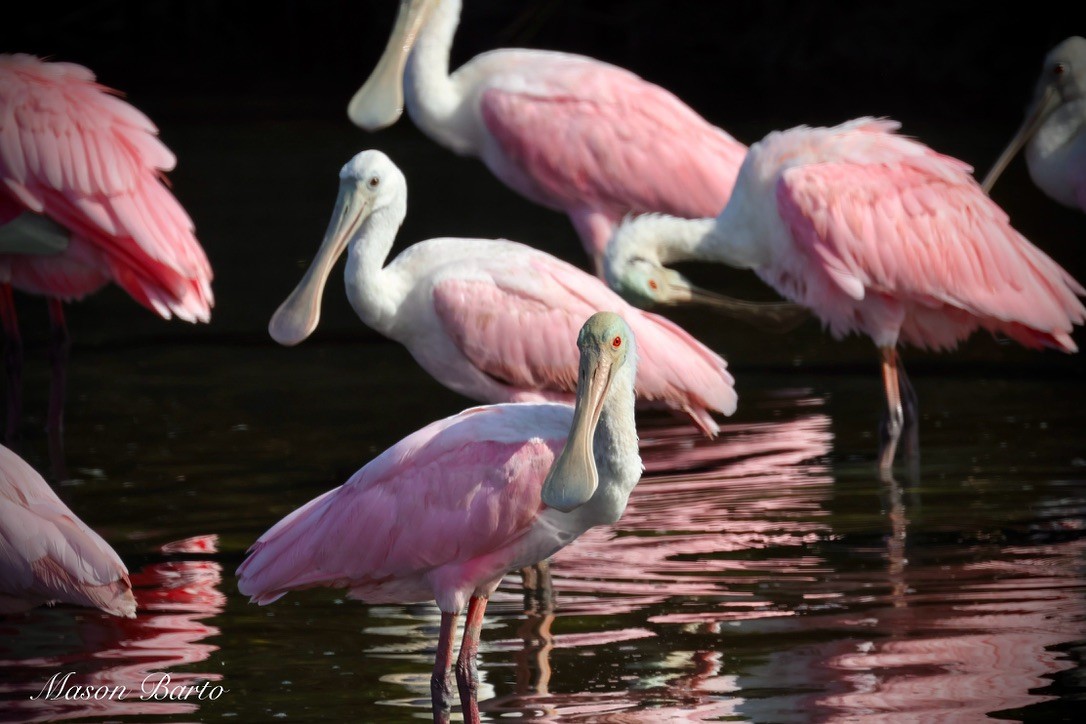 Roseate Spoonbill - ML646337744