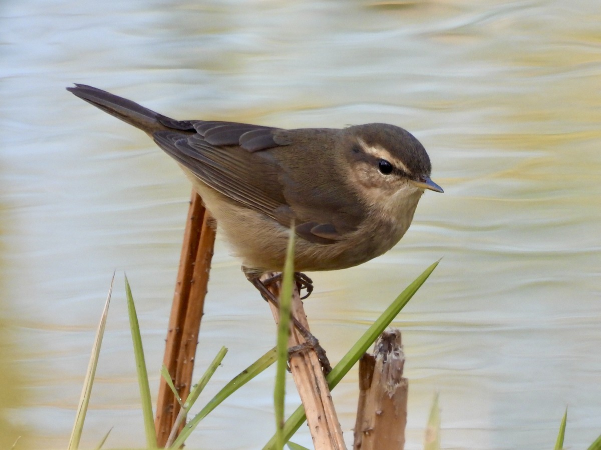 Dusky Warbler - ML646337745