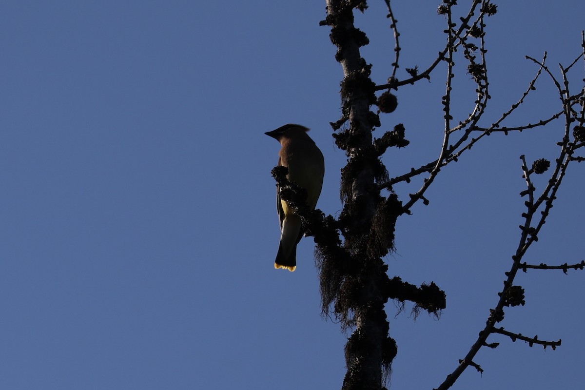 Swainson's Thrush - ML646337746