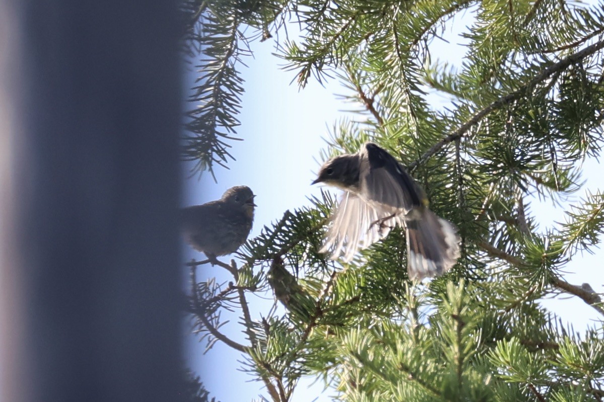 Swainson's Thrush - ML646337747