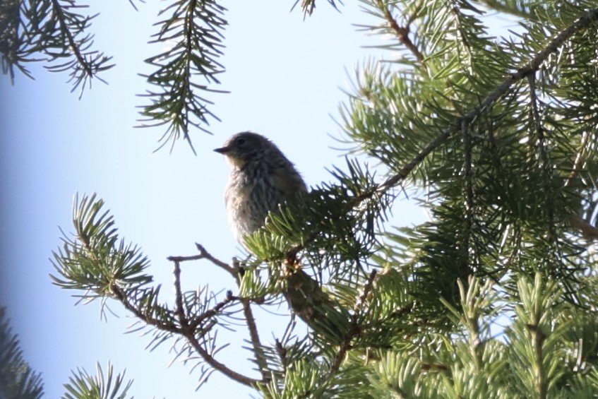 Swainson's Thrush - ML646337748