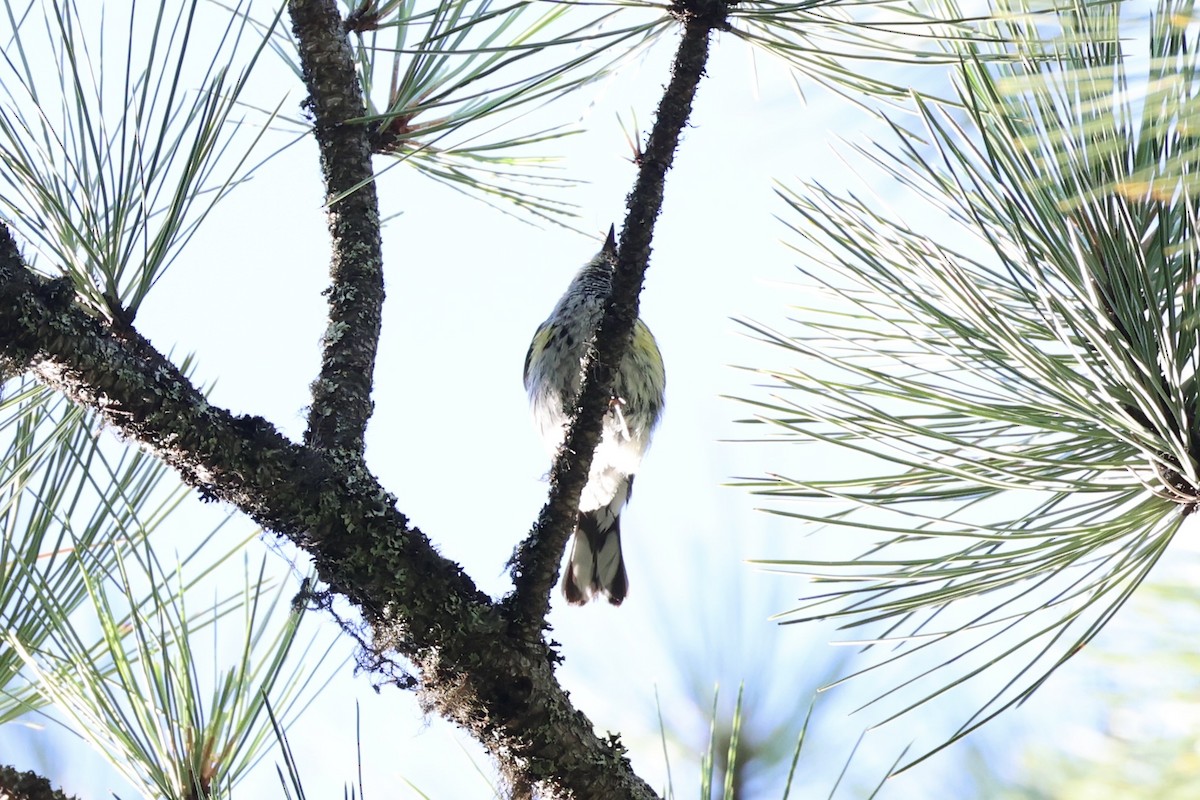 Swainson's Thrush - ML646337749