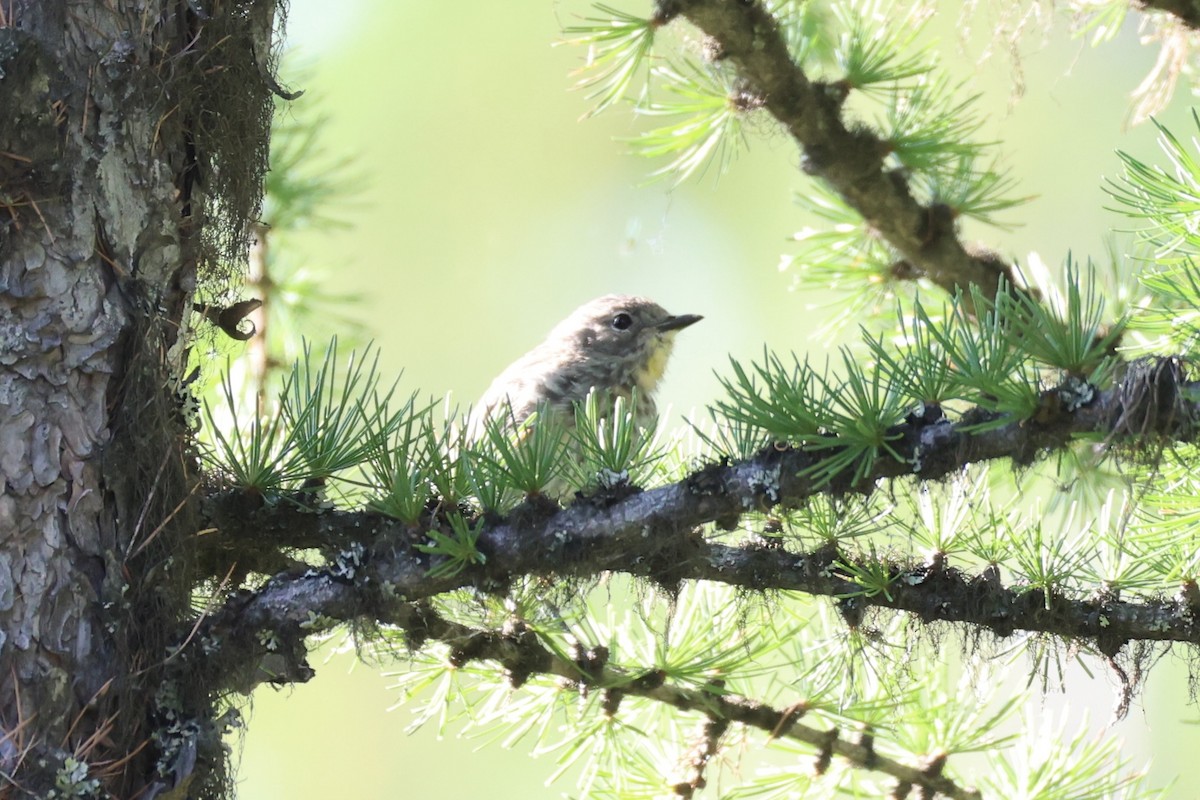 Swainson's Thrush - ML646337750