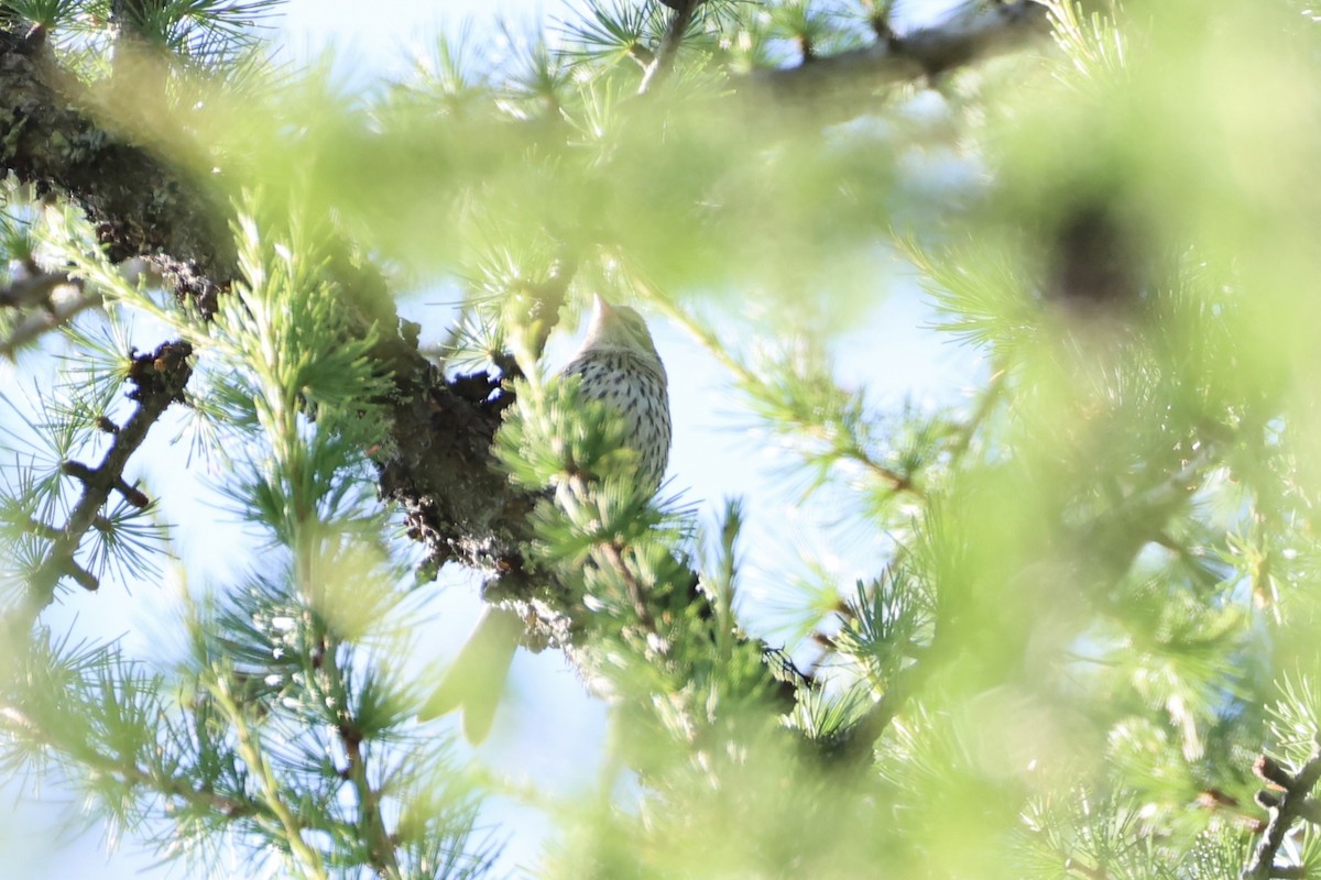 Swainson's Thrush - ML646337751