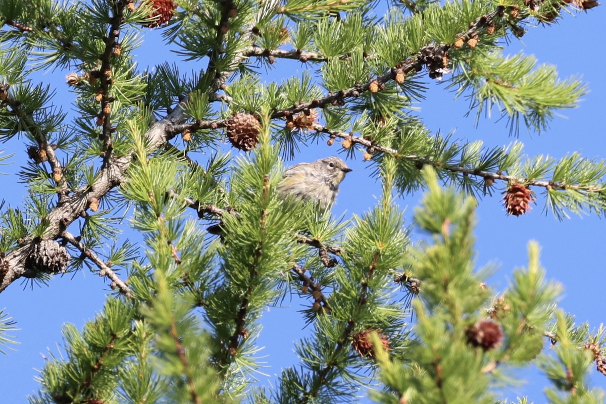 Swainson's Thrush - ML646337752