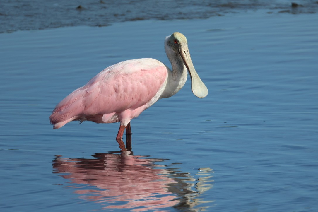 Roseate Spoonbill - ML646337753