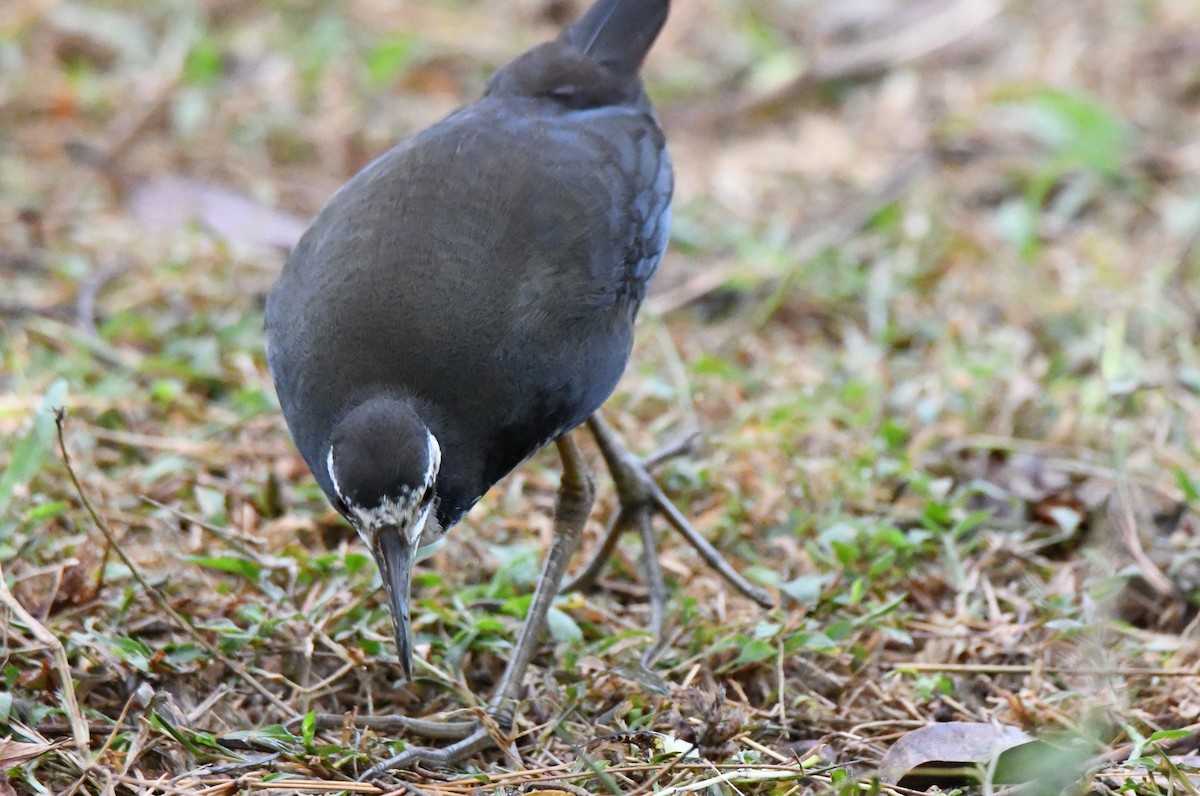 White-breasted Waterhen - ML646337754