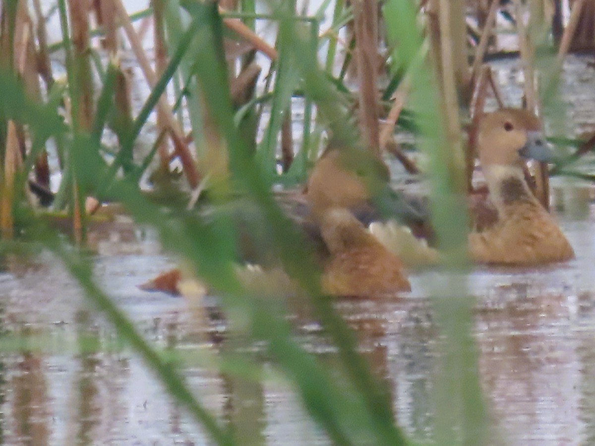 Lesser Whistling-Duck - ML646337755