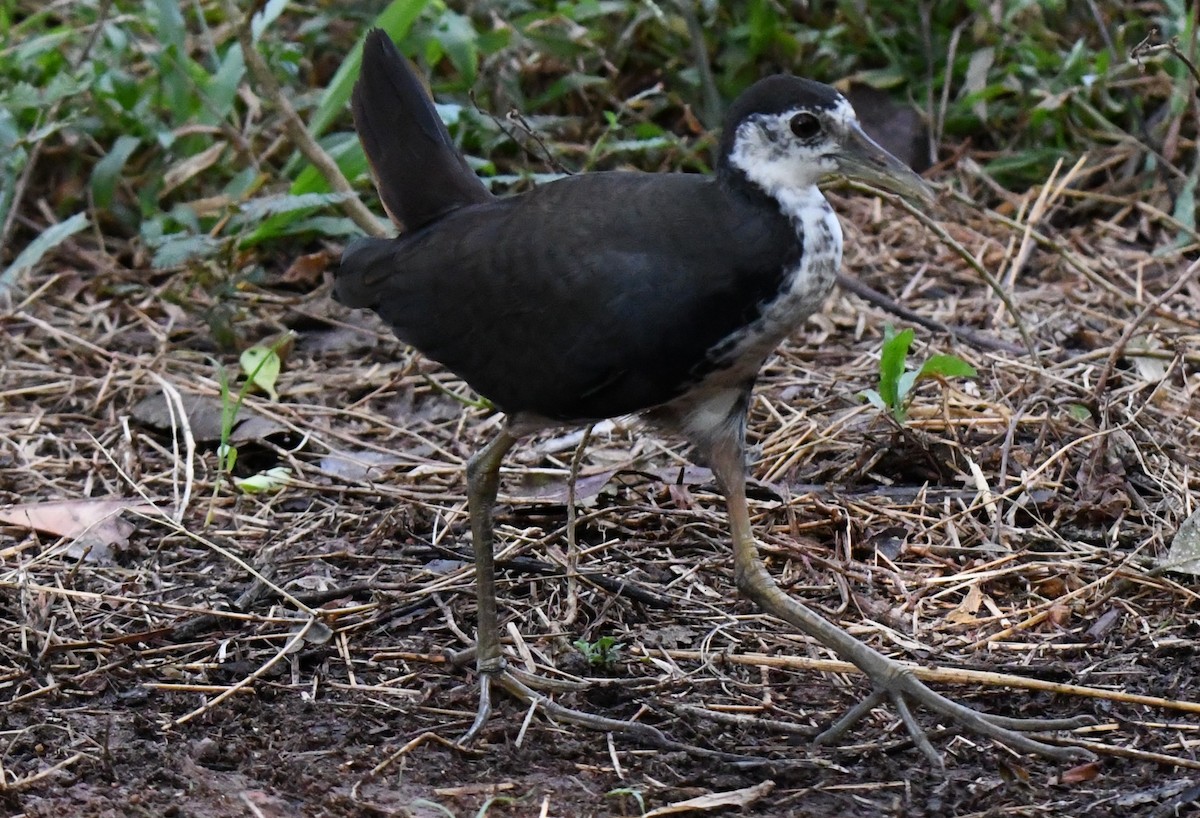 White-breasted Waterhen - ML646337756