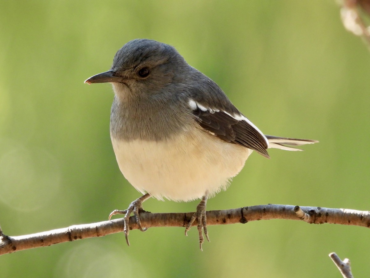 Oriental Magpie-Robin - ML646337758