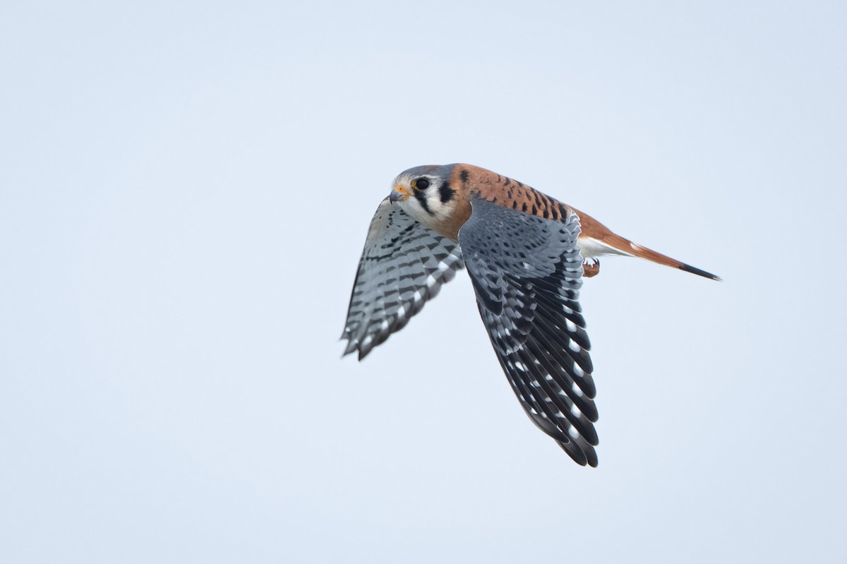 בז אמריקני - ML646337759