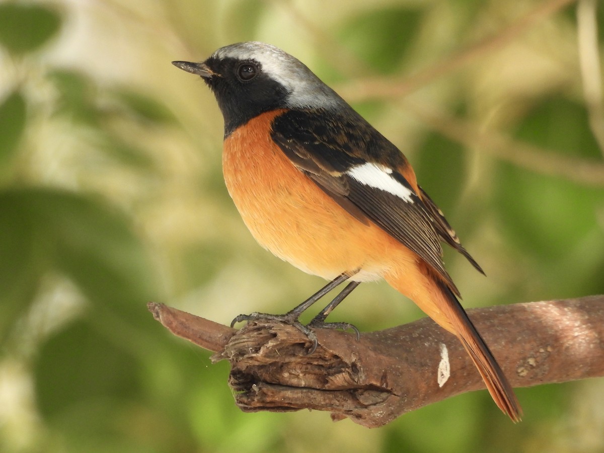 חכלילית סיבירית - ML646337760