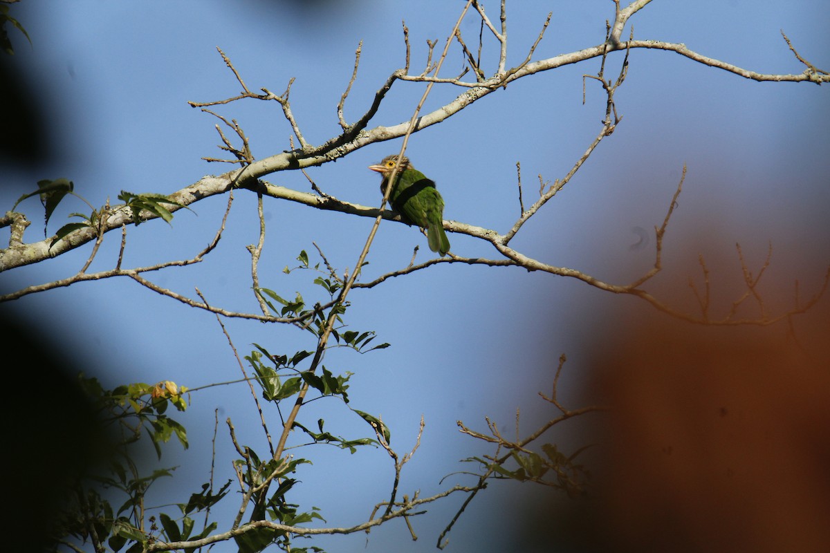 シロボシオオゴシキドリ - ML646337762