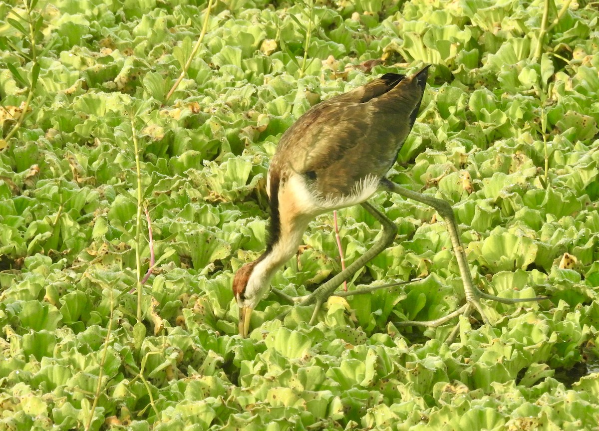 Bronze-winged Jacana - ML646337763