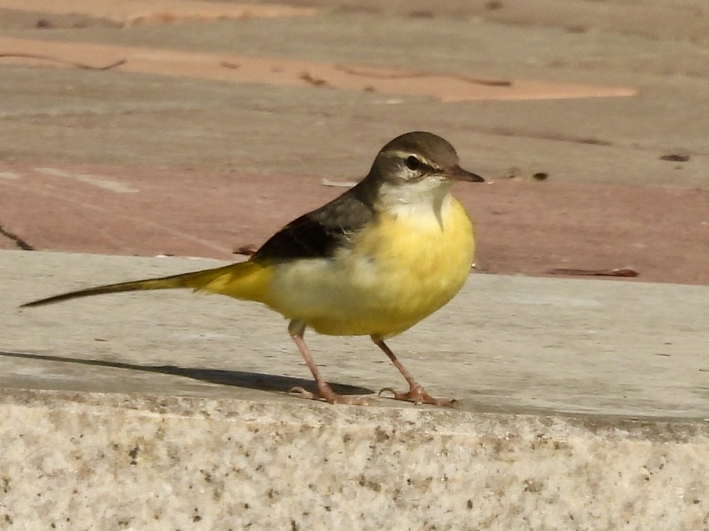 Gray Wagtail - ML646337765