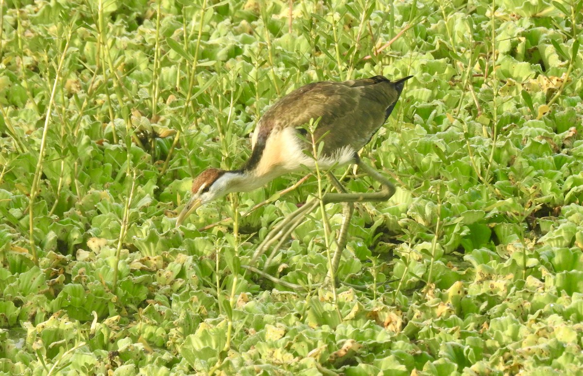 Bronze-winged Jacana - ML646337766