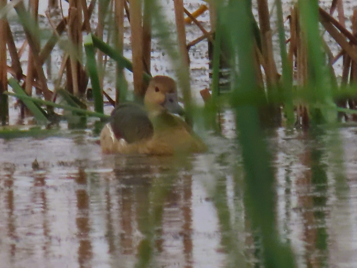 樹鴨 - ML646337767