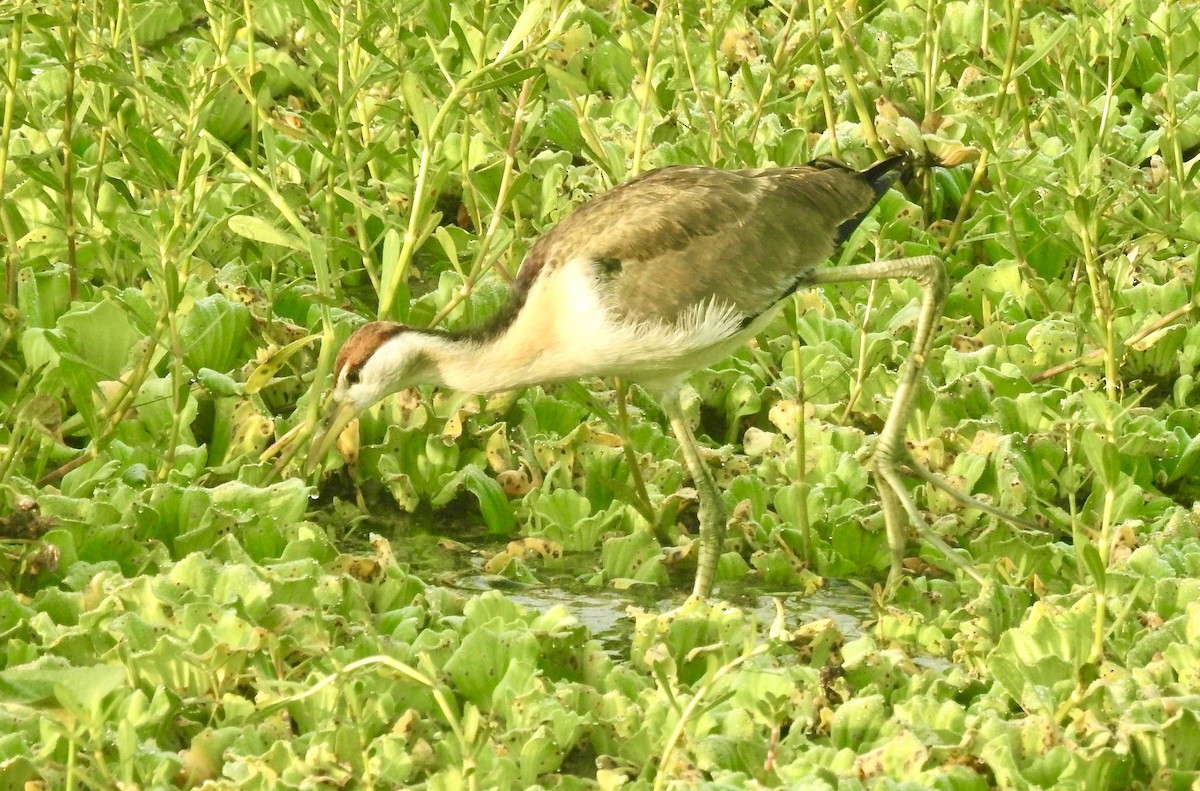 Bronze-winged Jacana - ML646337768