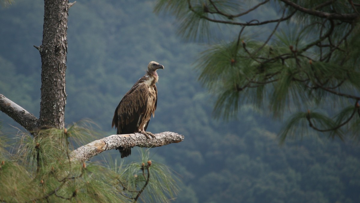Himalayan Griffon - ML646337772