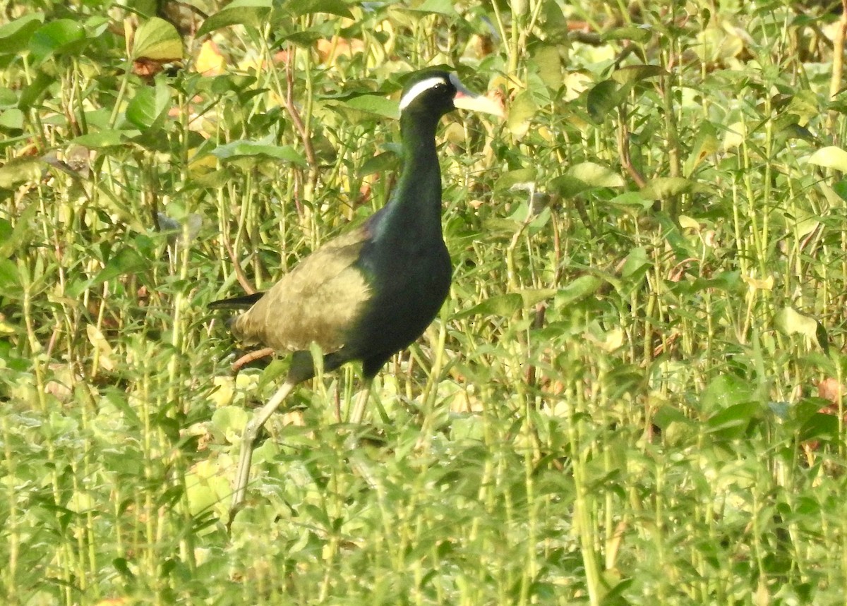 Bronze-winged Jacana - ML646337773