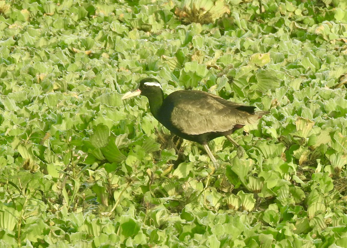 Bronze-winged Jacana - ML646337777