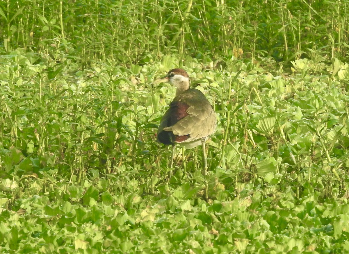 Bronze-winged Jacana - ML646337790