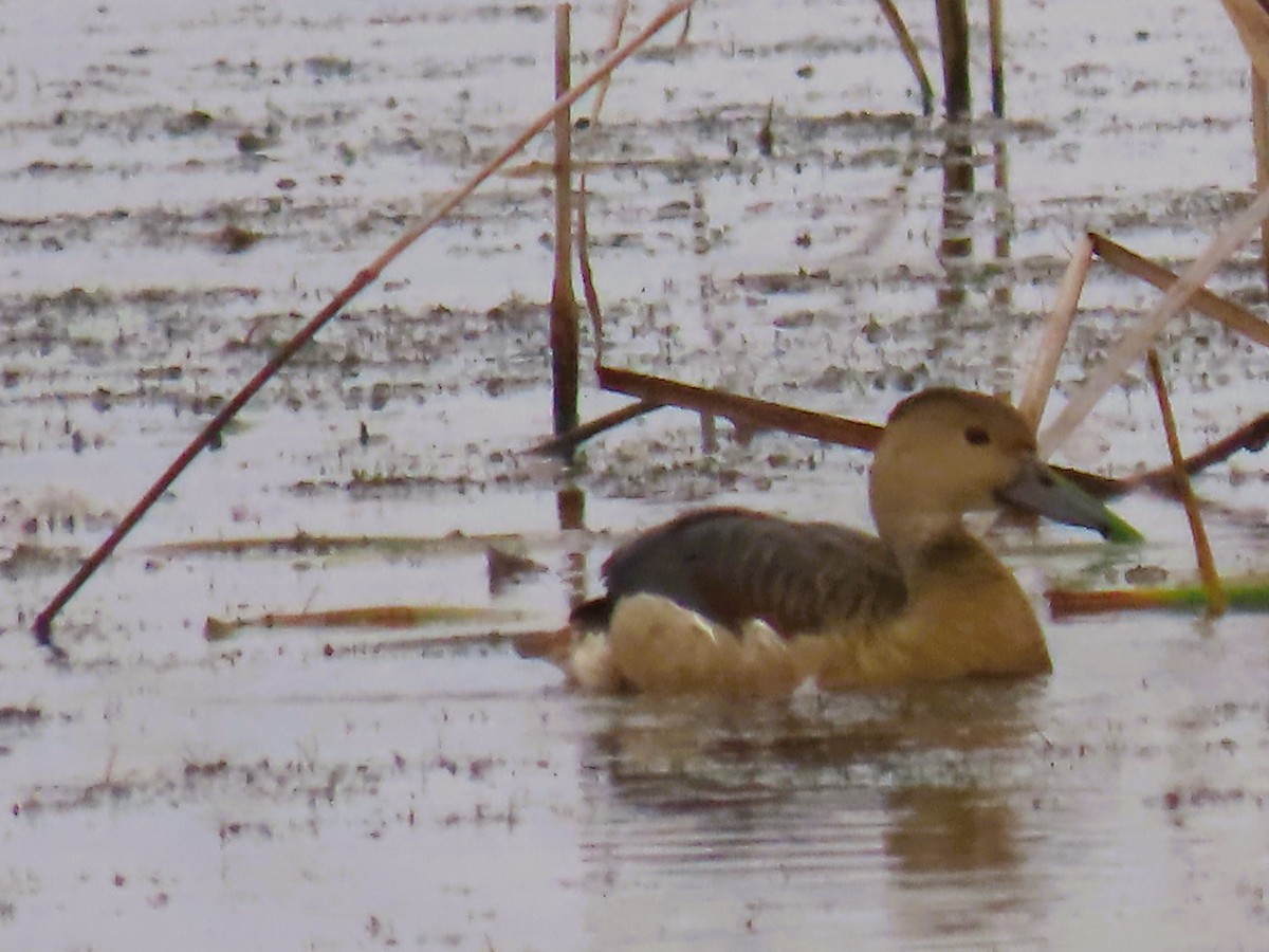 樹鴨 - ML646337794