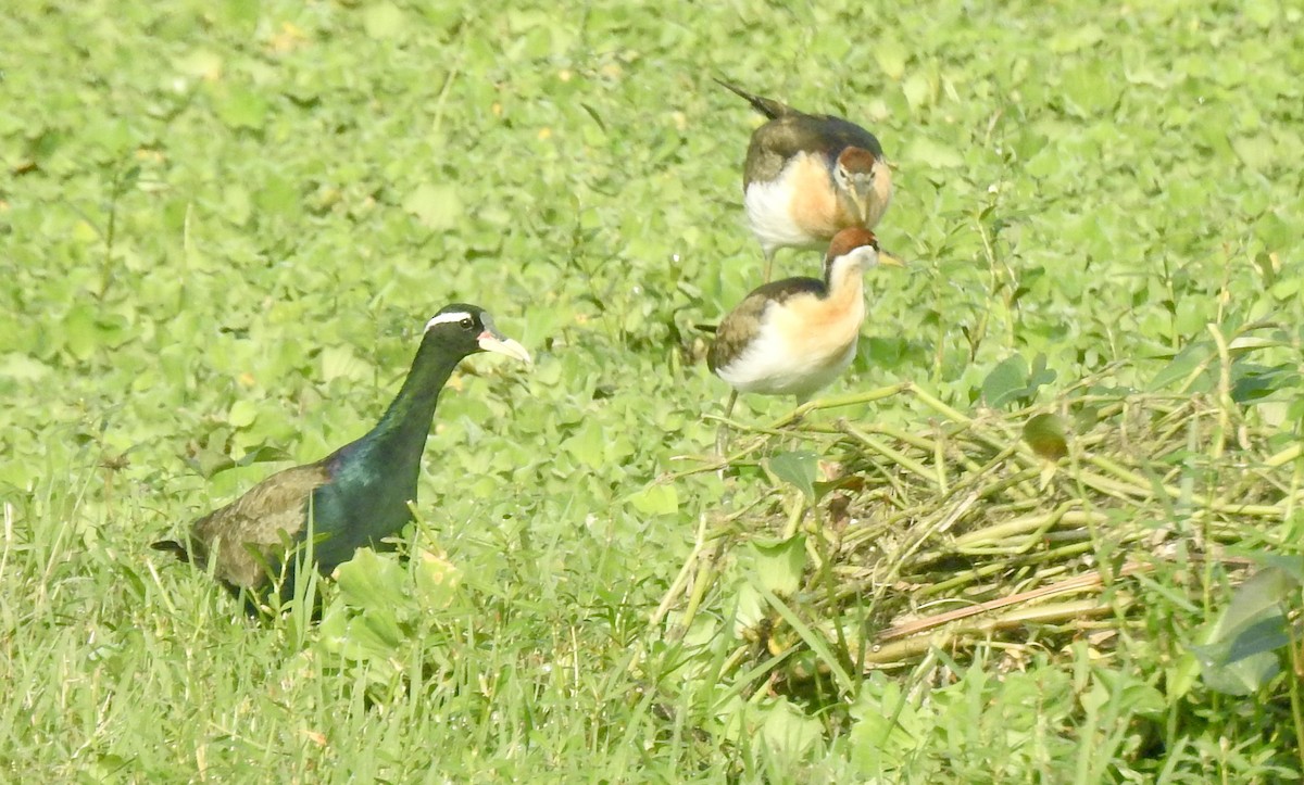 Bronze-winged Jacana - ML646337796