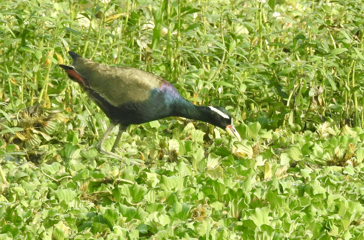 Bronze-winged Jacana - ML646337800