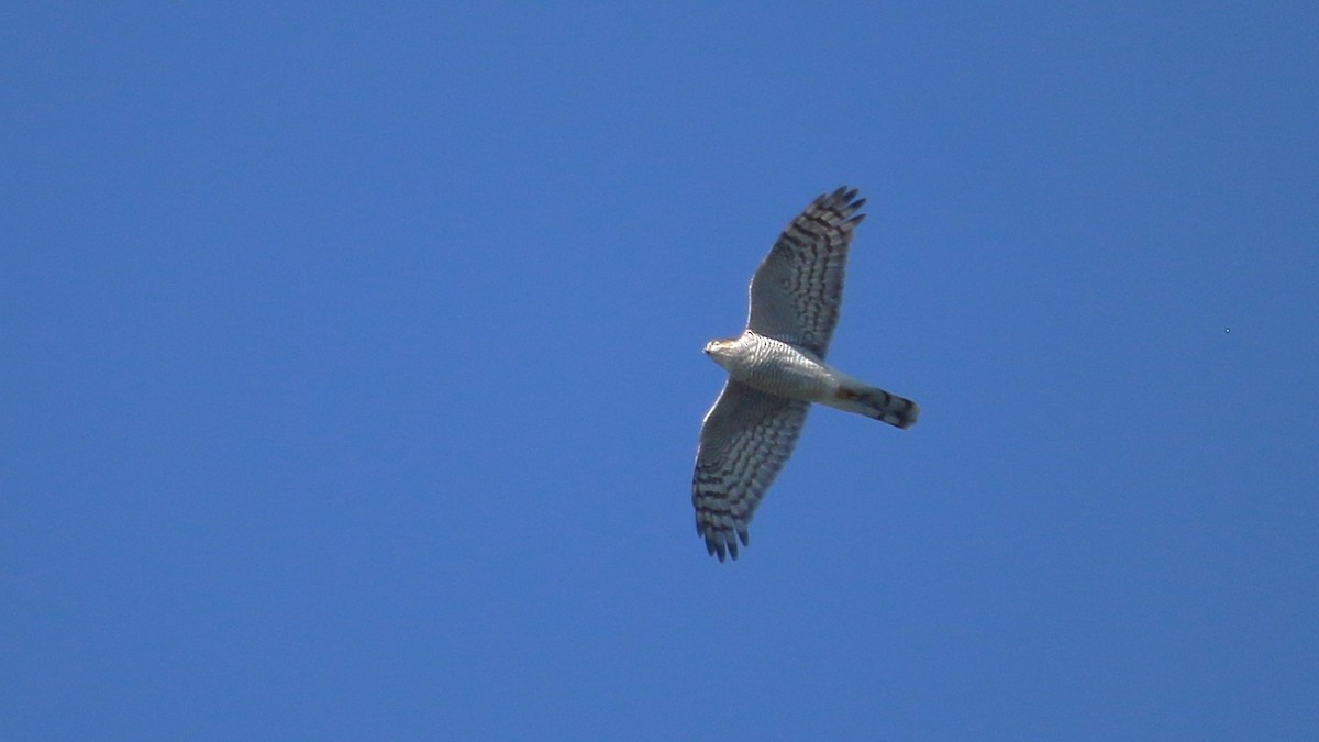 Eurasian Sparrowhawk - ML646337801