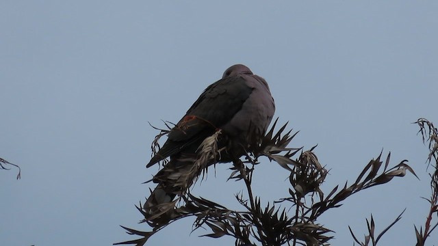 Красноглазая горлица - ML646337808