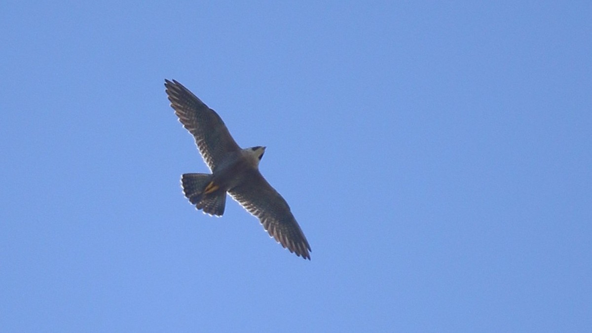 Peregrine Falcon - ML646337810