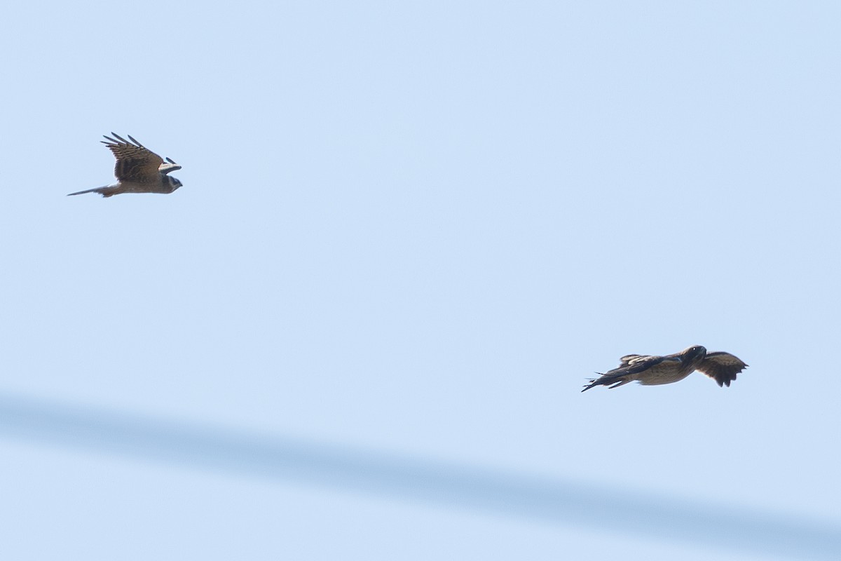 Booted Eagle - ML646337818