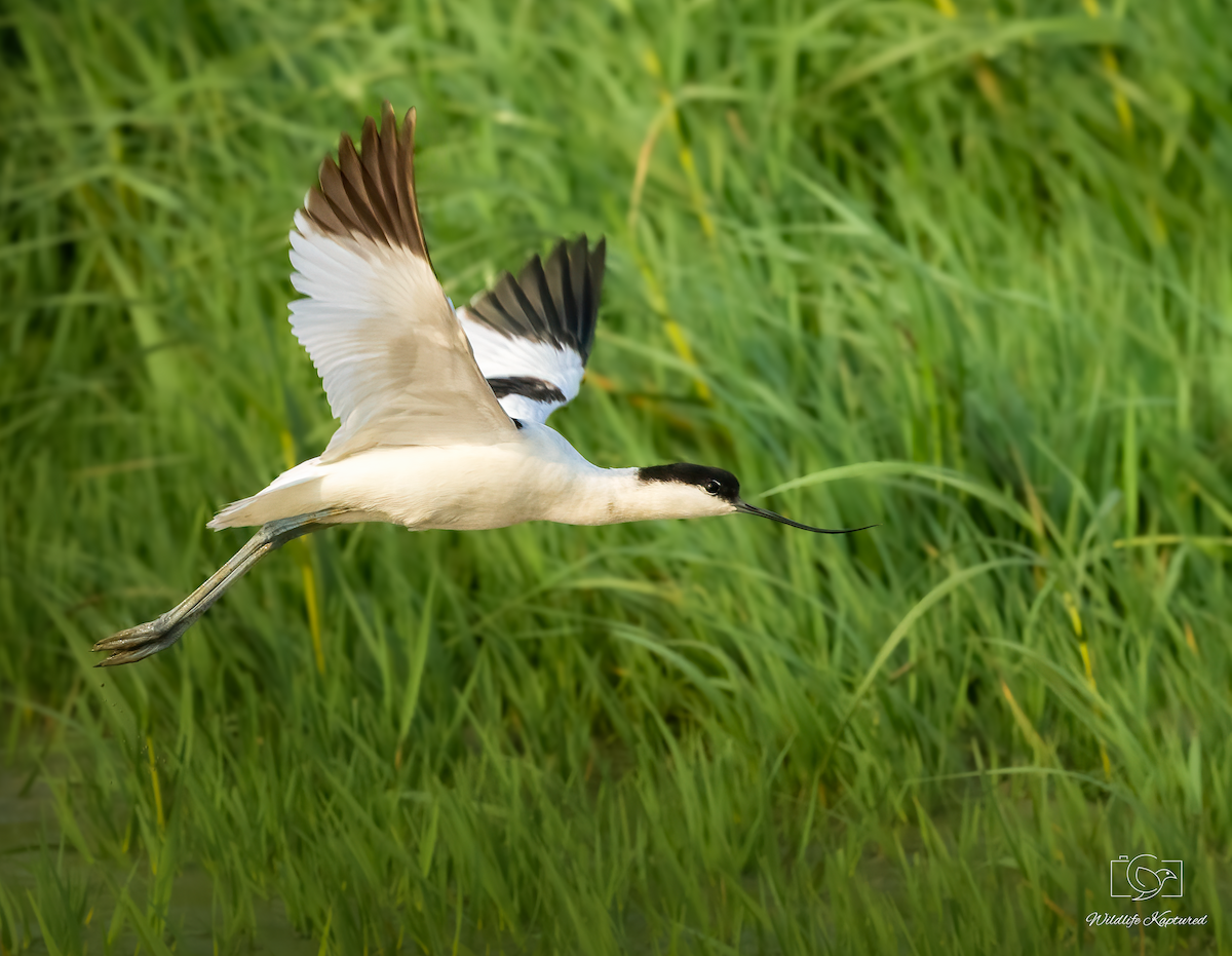 Pied Avocet - ML646337821