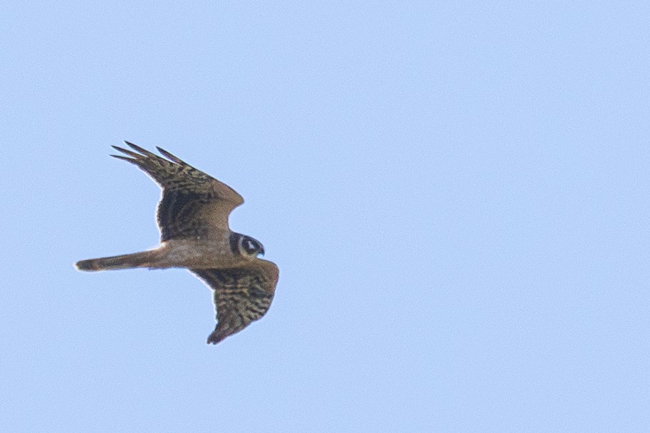 Pallid Harrier - ML646337822