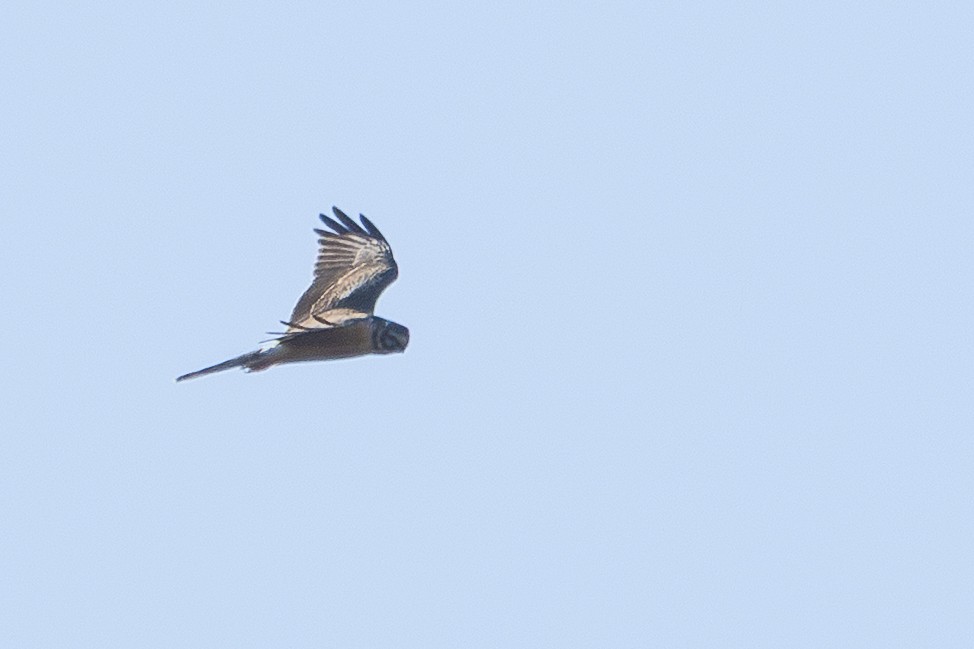Pallid Harrier - ML646337823